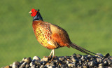 Pheasant