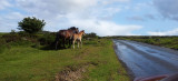 Dartmoor Ponies