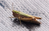 Grasshopper