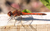 Dragonfly Common Darter