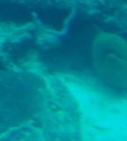 a moray eel from submarine