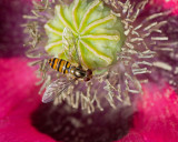 Insect on Poppy