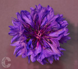 Cornflower