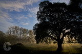 Trees at Sunrise