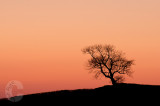 Lone tree on Raddon Top