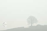 Lone tree on Yarde Downs