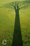 Tree shadow