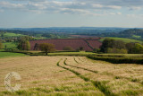 Harvest on its way
