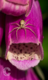 Spider on a foxglove