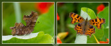 Comma - inside and out!