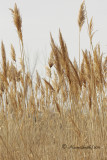 Pampas Grass AP11 #5871