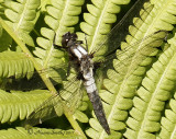 Chalk Fronted Corporal - Libellula julia JN11 2379