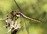 Slaty Skimmer-immature  JN11 #2392