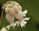 Bladder Campion JN11 #0523