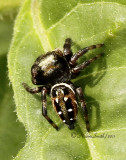 Phidippus clarus JN11 #1018