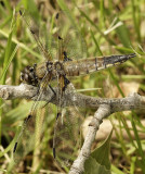 Four-spotted Skimmer JN11 #1391