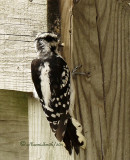 Hairy Woodpecker AU11 #6972.jpg