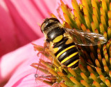 Eristalis transversa   JL11 #4666 