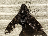 Xenox tigrinus - Tiger Bee Fly AU11 #7875