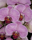 Phalaenopsis Candy Stripe O11 #2861