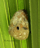 Wasp Nest D11 #0991