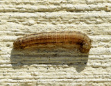 Caterpillar D11 #2214