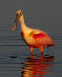 Roseate Spoonbill