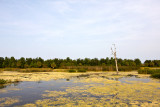 Green Cay Wetlands