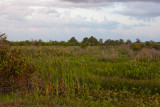 Loxahachee NWR