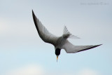 Least Tern