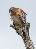 Red-Shouldered Hawk