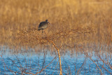 Glossy Ibis