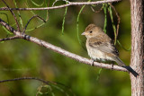 Indigo Bunting (fall)