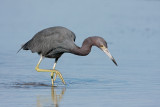 Little Blue Heron