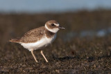 Wilson Plover