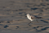 Sanderling