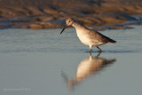 Willet