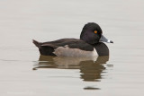 Ring-necked duck