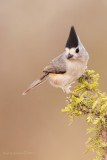 Black-crested Titmouse