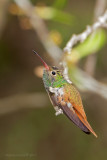 Buff-bellied Hummingbird