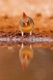 Northern Cardinal (female)