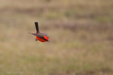 Vermilion Flycatcher