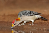 Golden-fronted Woodpecker