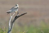 White-tailed Kite