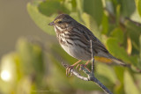 Savannah Sparrow