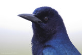 Boat-tailed Grackle