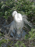 Great Egret (and eggs)