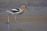 American Avocet