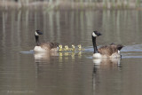 Canada Goose