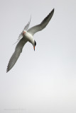 Common Tern